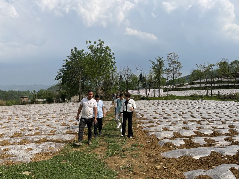 4月21日，四川天味食品集团股份有限公司相关负责人在贵州举利现代农业专业合作社辣椒种植基地调研。周训贵摄 (3).jpg