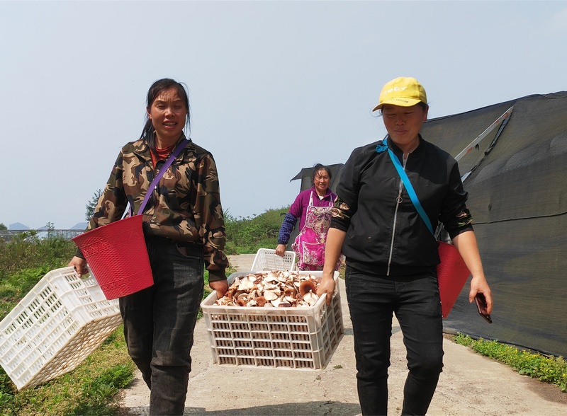 4月22日，村民在贵州省大方县达溪镇椒子山村食用菌基地搬运马桑菌。钟欢 摄.jpg