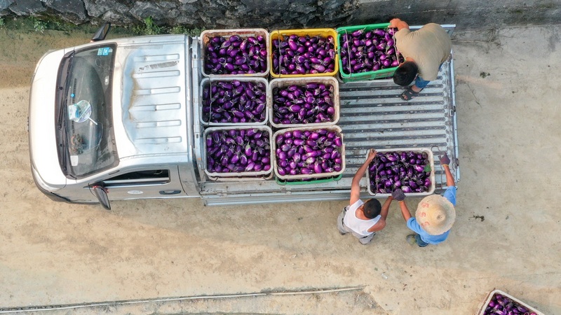 2023年4月23日，村民在貴州省羅甸縣逢亭鎮祥腳村搬運茄子。史傳鴻攝