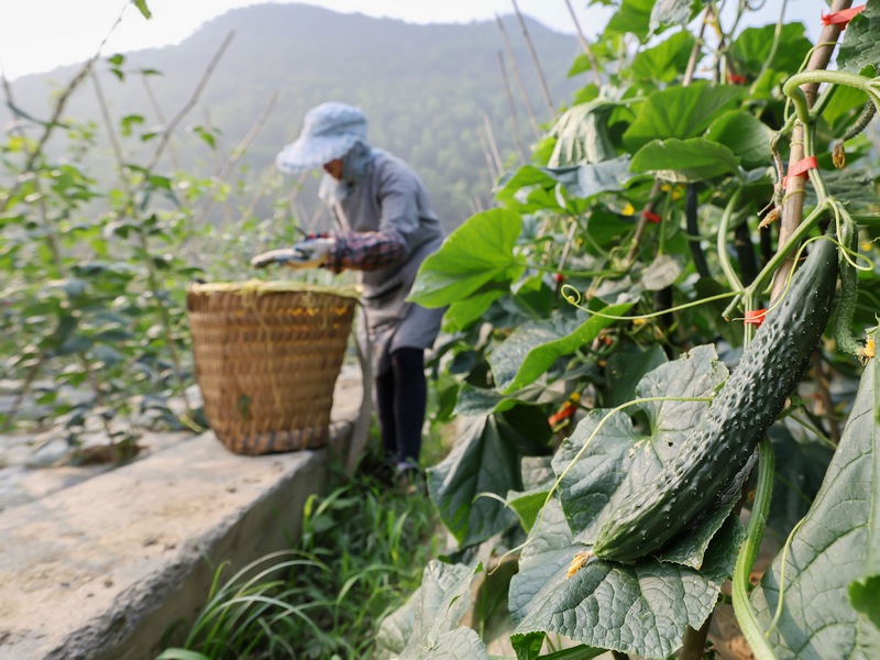 2023年4月23日，村民在貴州省羅甸縣逢亭鎮祥腳村採收黃瓜。史傳鴻攝