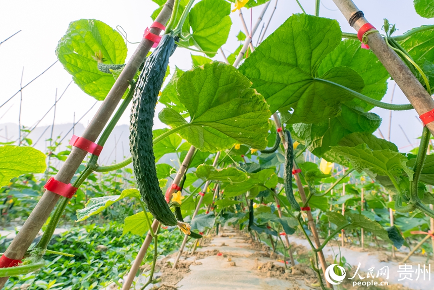 种植基地内生长的黄瓜。人民网记者 涂敏摄