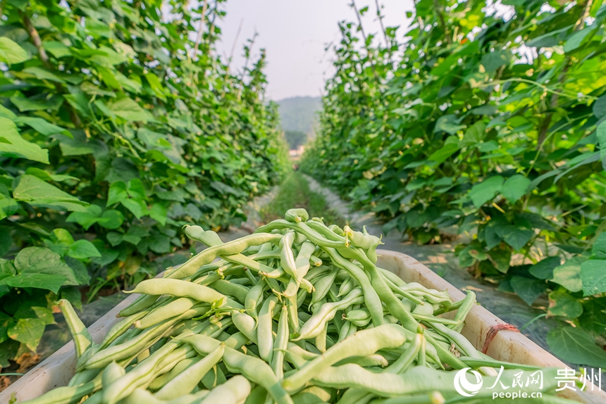 等待整理裝箱的四季豆。人民網記者 涂敏攝