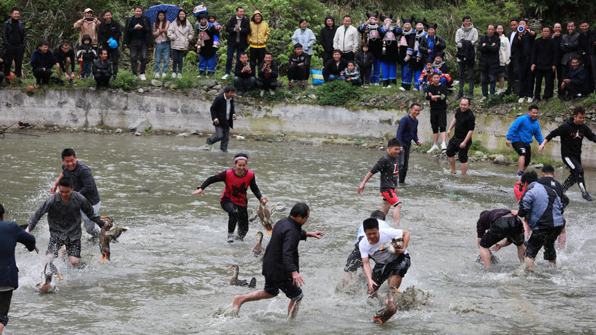 4月23日，群眾在新民村參加搶鴨子比賽。