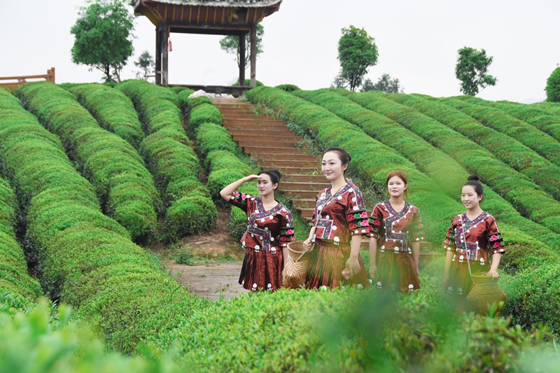 图为茶产业基地。