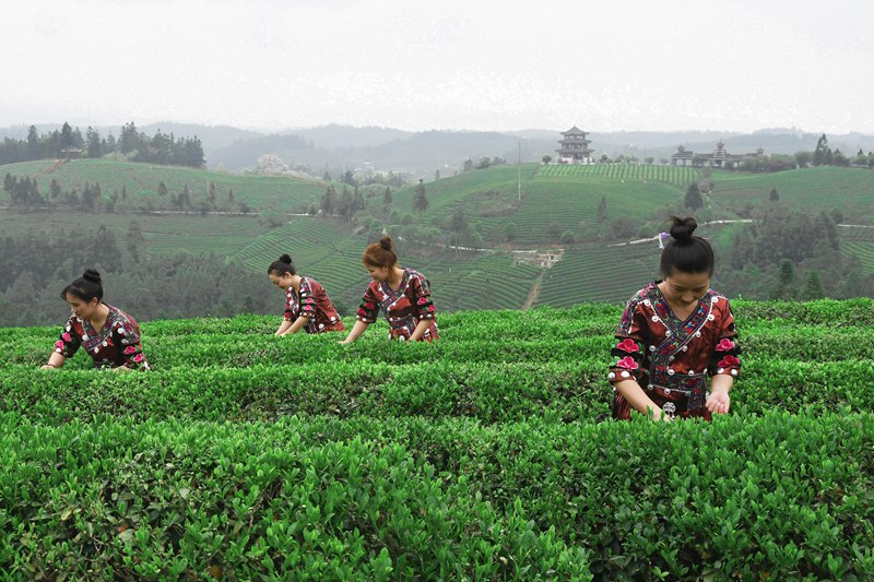 茶农忙采茶。