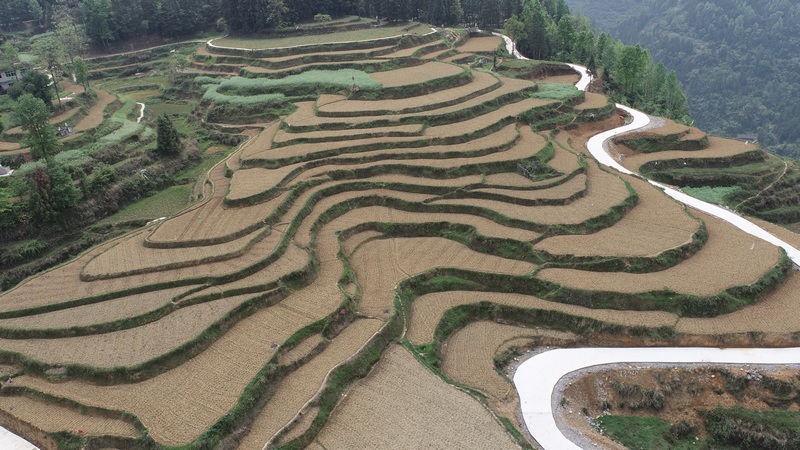 沿河：2.6万亩大豆玉米带状复合种植“稳粮增豆”今年，沿河土家族自治县大力推广大豆玉米带状复合种植技术，提高土地利用率和产出率，促进农业增效、农民增收，全县共实施大豆玉米带状复合种植面积2.6万亩。