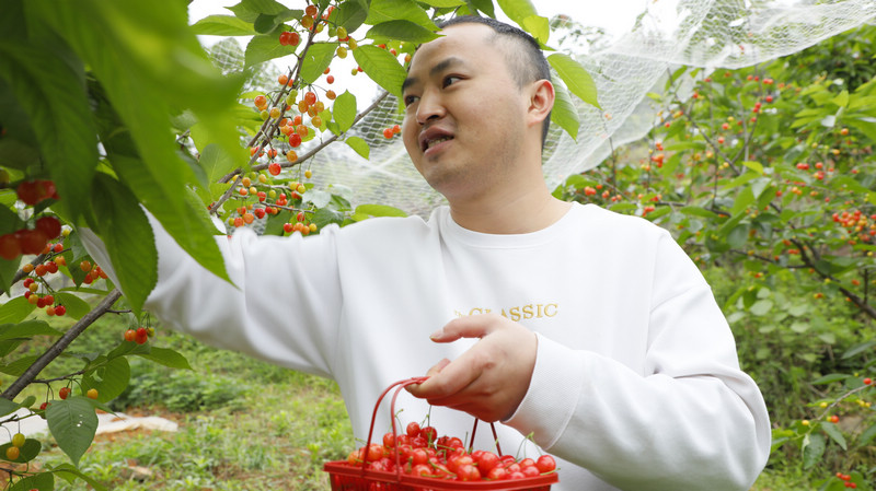 4月24日，游客正在采摘樱桃，非常诱人。
