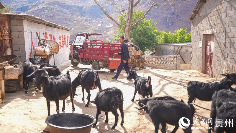 4 海元村村民冷统乖和他养殖的羊群。人民网记者 涂敏 摄