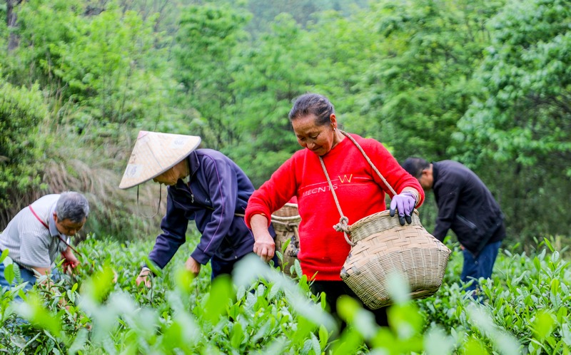 村民在采茶叶。