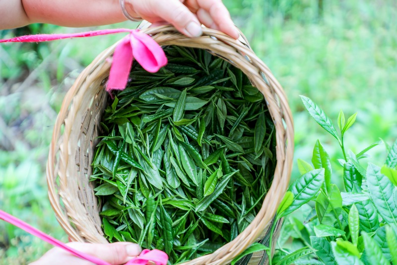 新采收的绿茶。