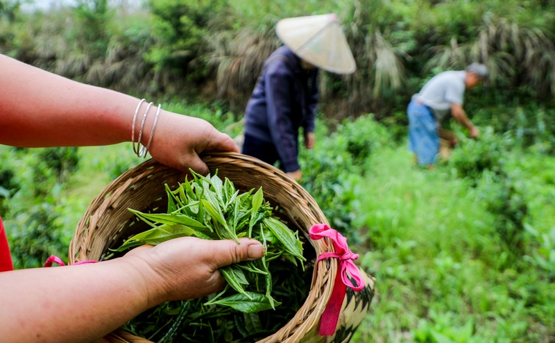 新采收的绿茶。