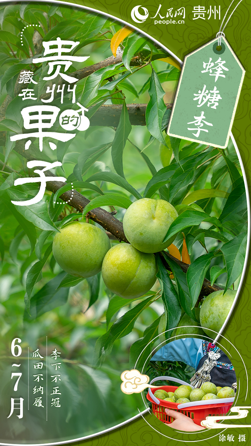 这里的李子22度甜。