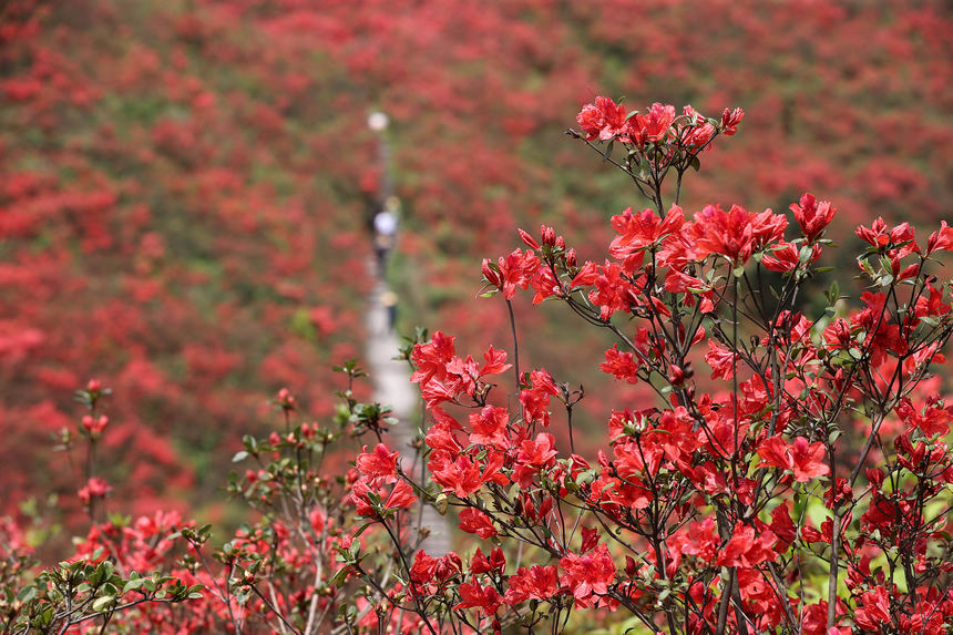 4月26日，游客觀賞杜鵑花。