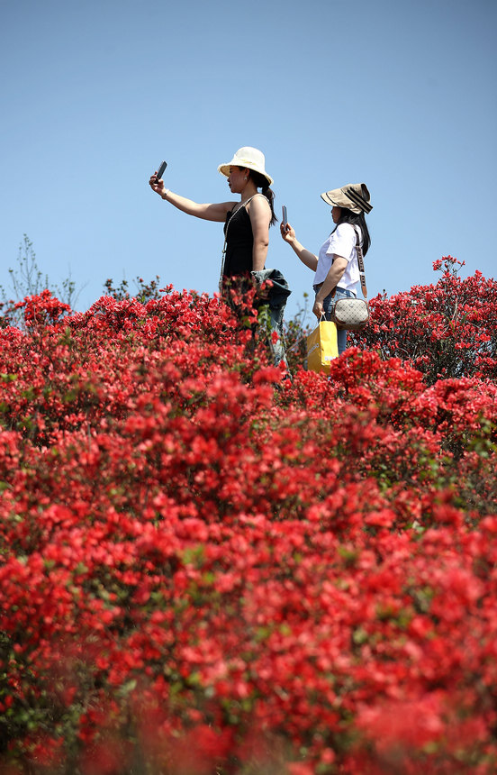 4月26日，游客觀賞杜鵑花。