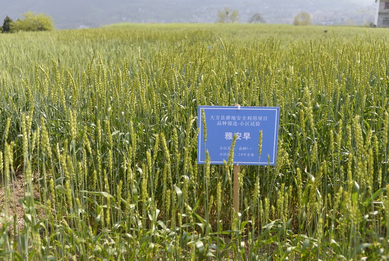 4月26日，贵州省大方县长石镇杨柳社区“雅安早”小麦种植基地。郑吉军摄