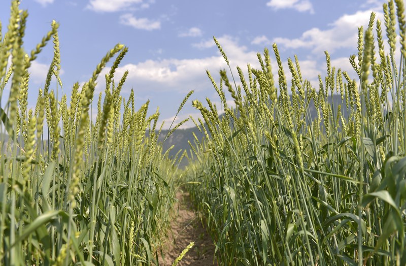 4月26日，貴州省大方縣長石鎮楊柳社區“雅安早”小麥種植基地長勢良好的小麥。鄭吉軍攝