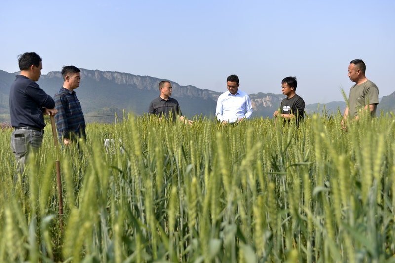 4月26日，農技人員了解貴州省大方縣長石鎮楊柳社區小麥田間管理情況。鄭吉軍攝
