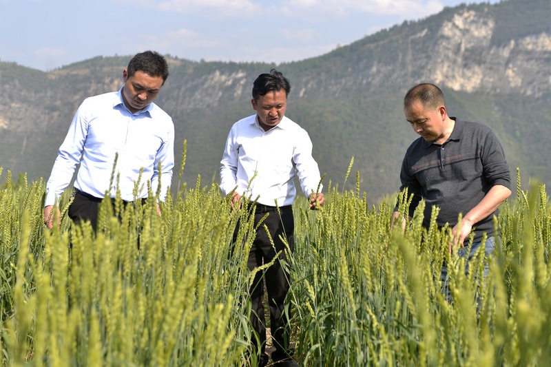 4月26日，农技人员在贵州省大方县长石镇杨柳社区小麦种植基地查看小麦长势。郑吉军摄