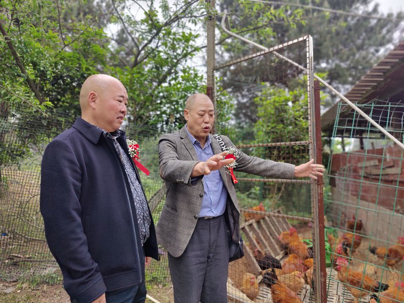 钟孟淮（右）介绍，一亩地只能养50只福梁香鸡。
