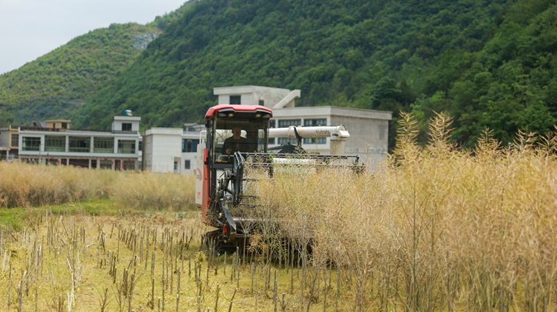  机械化收割节本增效 (3)