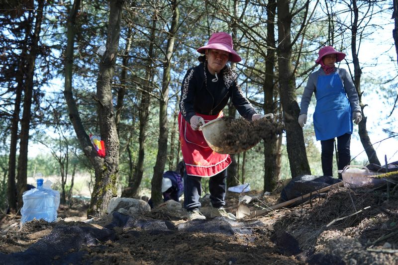 4月25日，贵州省长石镇山坝村林下天麻种植基地工人们对栽种好的天麻进行覆膜复土。何志刚 摄.jpg