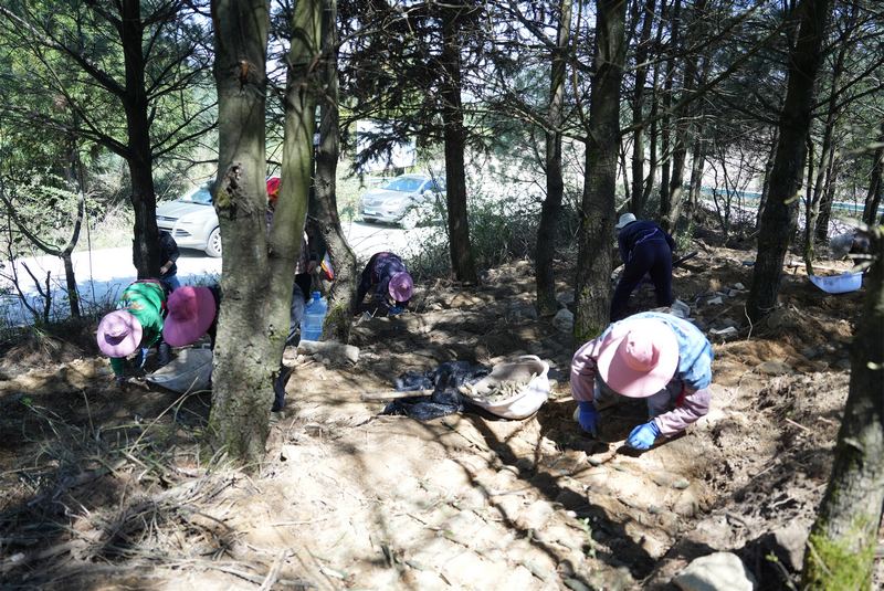 4月25日，贵州省长石镇山坝村林下天麻种植基地工人们栽种天麻。何志刚 摄.jpg