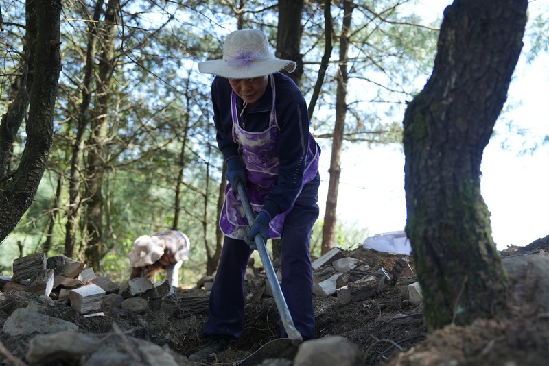 4月25日，贵州省长石镇山坝村林下天麻种植基地工人挖坑准备种植天麻。何志刚 摄.jpg
