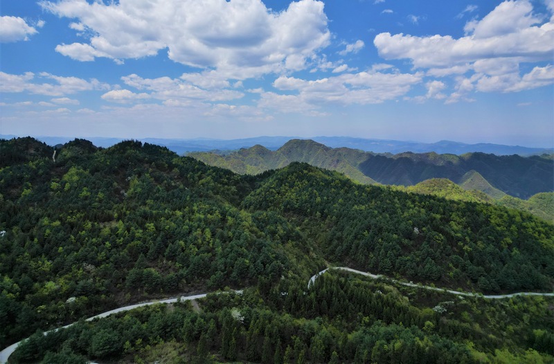 4月25日，贵州省长石镇山坝村林下天麻种植基地航拍。何志刚  摄.jpg