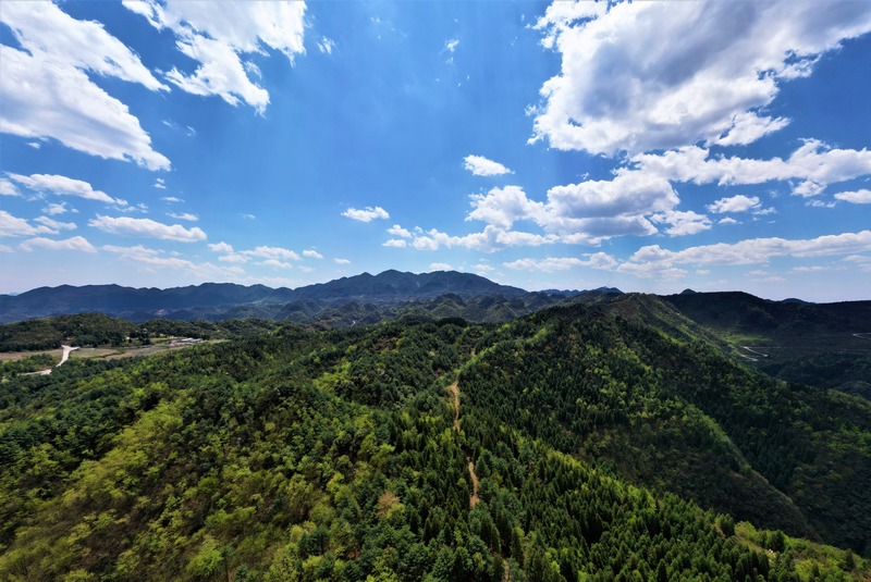 4月25日，贵州省长石镇山坝村林下天麻种植基地航拍。何志刚 摄.jpg