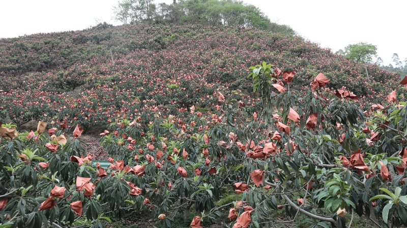 八烂村万亩枇杷基地。