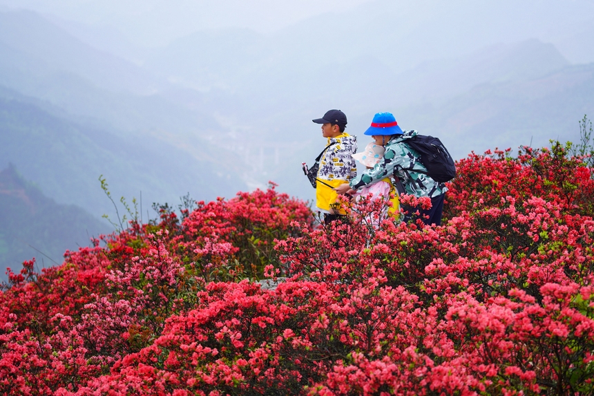 4月29日，游人在貴州省黔東南州丹寨縣龍泉山杜鵑花叢中觀賞游玩。