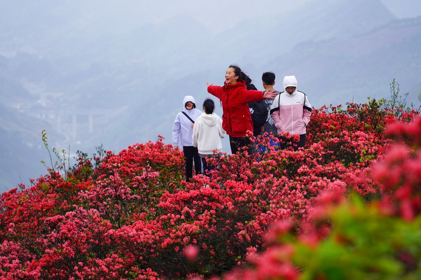 4月29日，游人在貴州省黔東南州丹寨縣龍泉山杜鵑花叢中觀賞游玩。