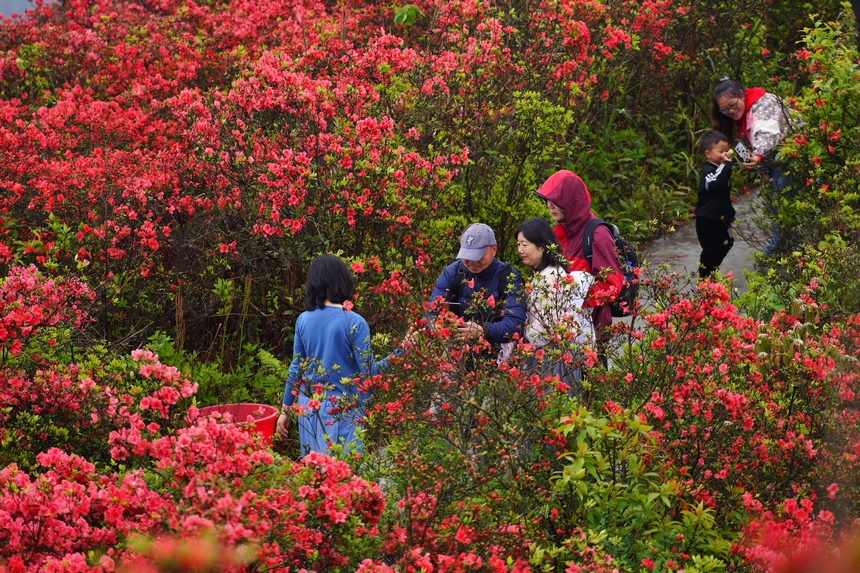 4月29日，游人在貴州省黔東南州丹寨縣龍泉山杜鵑花叢中觀賞游玩。