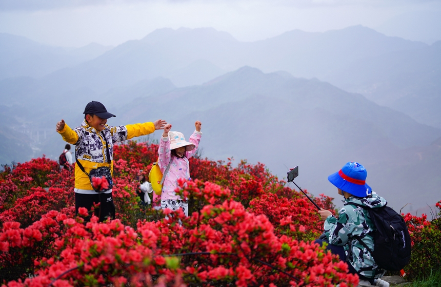 4月29日，游人在貴州省黔東州丹寨縣龍泉山杜鵑花叢中觀賞游玩。