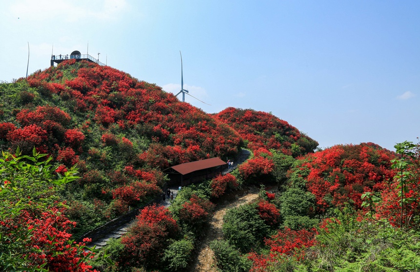 漫山杜鵑開，花海迎客來。李仁軍攝