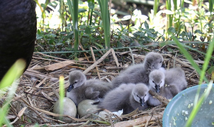 已破壳的4只小天鹅。
