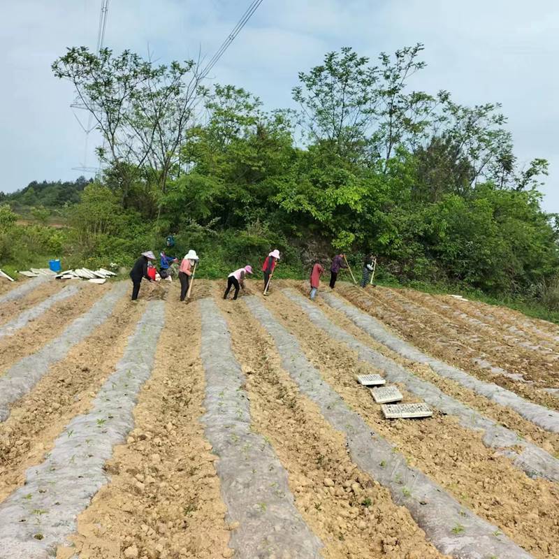 图为：村民在辣椒种植基地务工