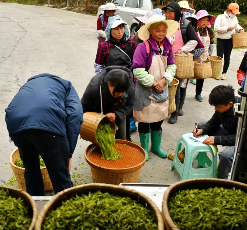 春茶吐翠採摘忙，茶產業帶動富一方。周曦攝