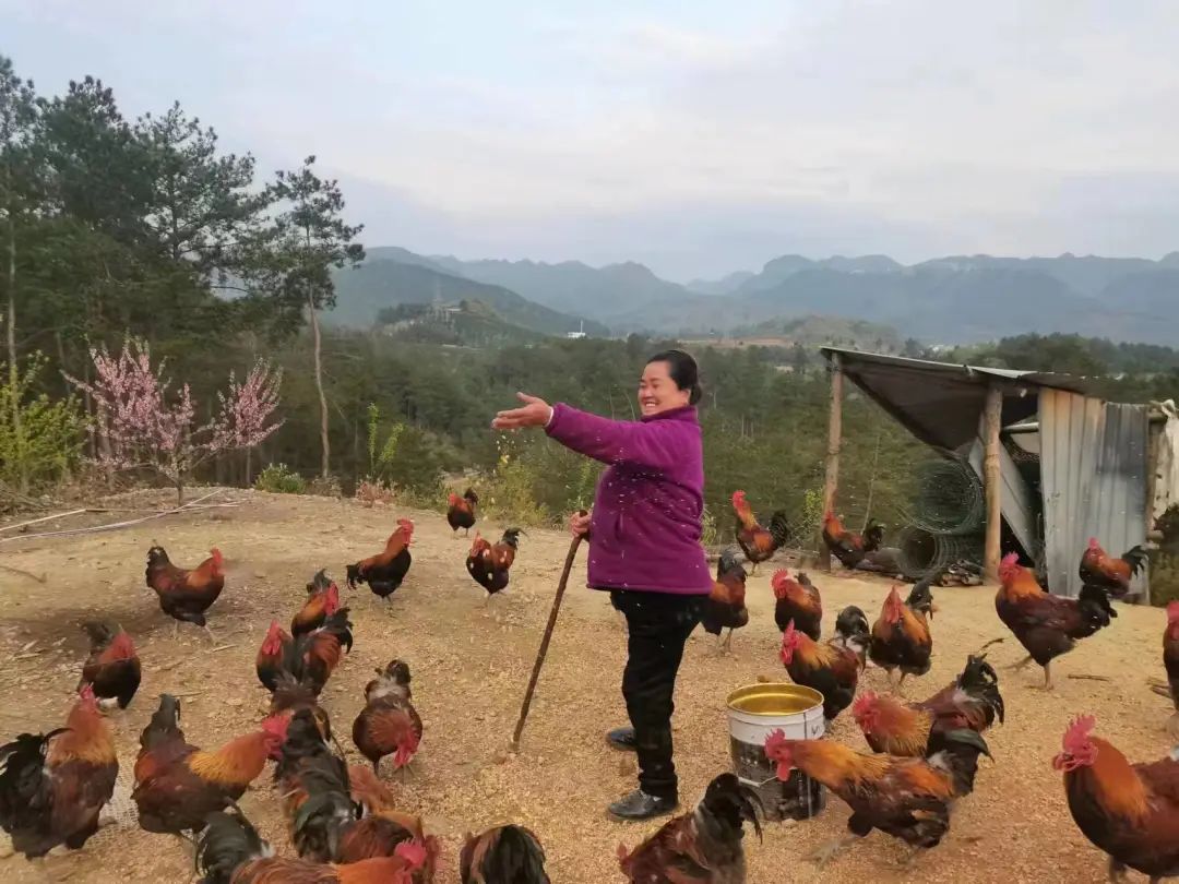 图片（1）赵国萍在养殖场喂鸡