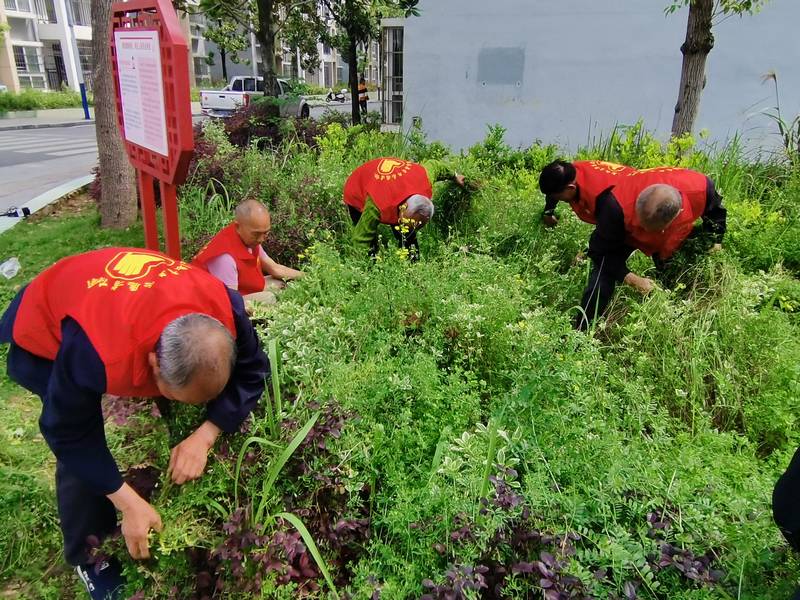 志愿者清理花园杂草 苏畅莉供图 (2).jpg