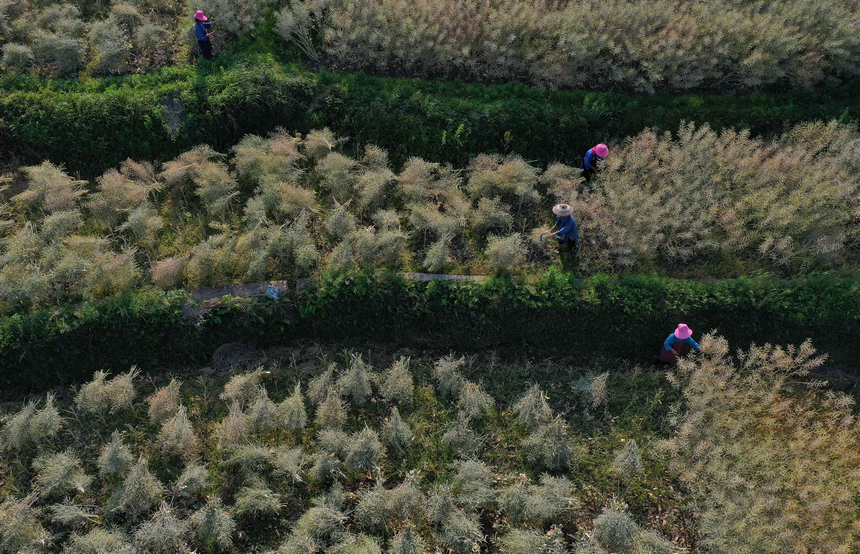 5月5日，村民在收獲油菜籽（無人機照片）。