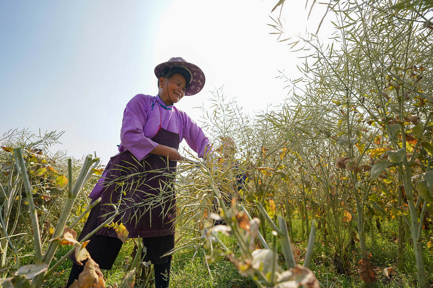 5月5日，村民在收获油菜籽。