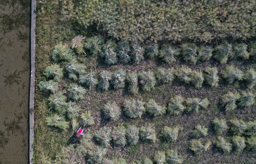 5月5日，村民在收獲油菜籽（無人機照片）。