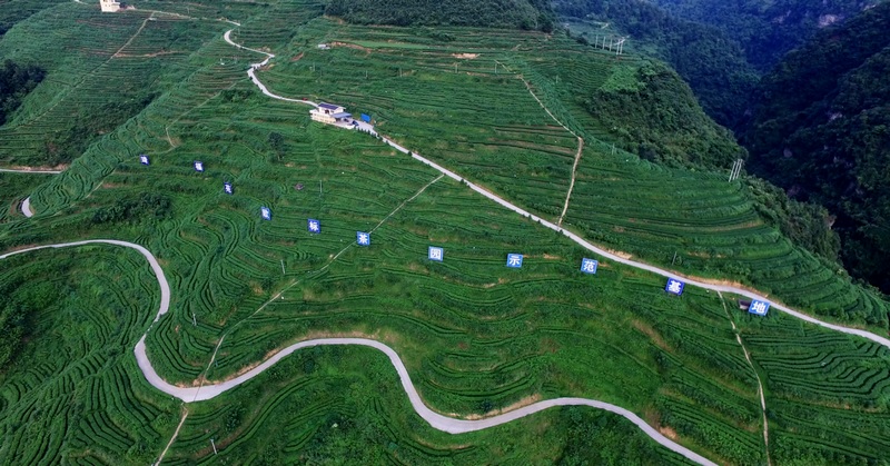 贵州琦福苑茶业有限公司茶园基地.jpg