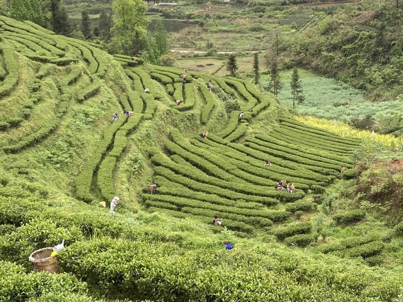 琦福苑茶园基地农户采摘春茶.jpeg