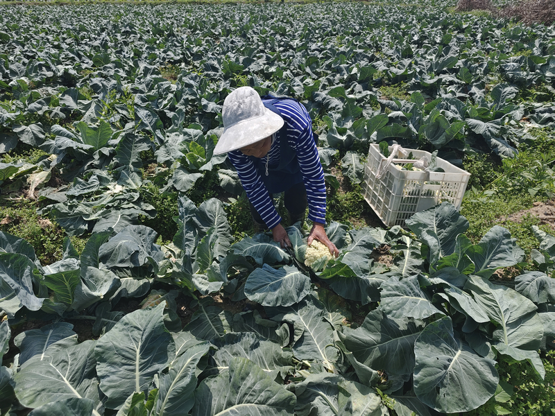 三都百亩花菜成熟丰收。