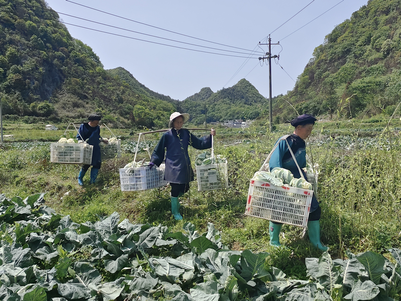 三都百亩花菜成熟丰收。