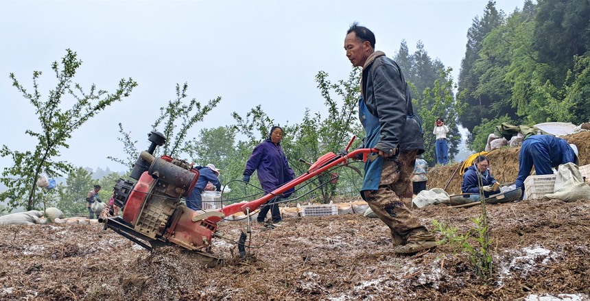 5月8日，一名工人在貴州省大方縣紅旗街道白瓦廠天麻種植基地翻犁育種地。