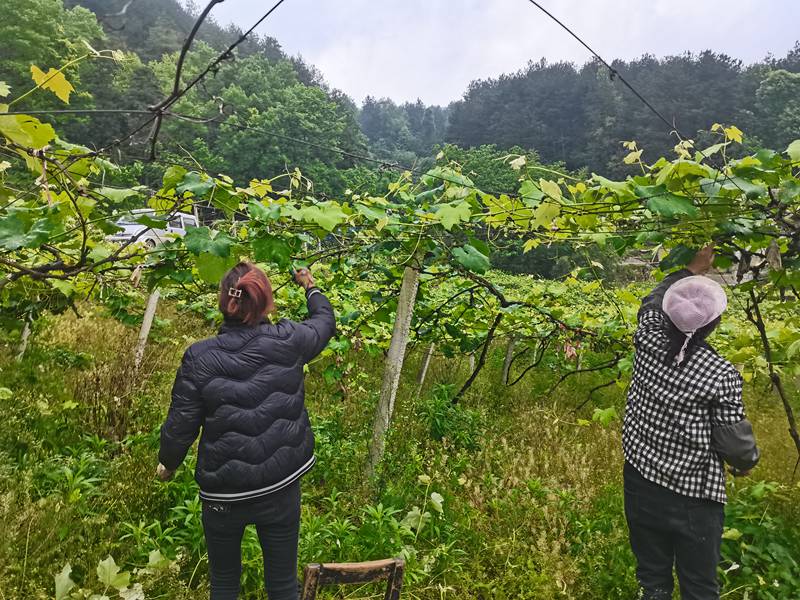 村民在葡萄基地务工，开展管护作业。