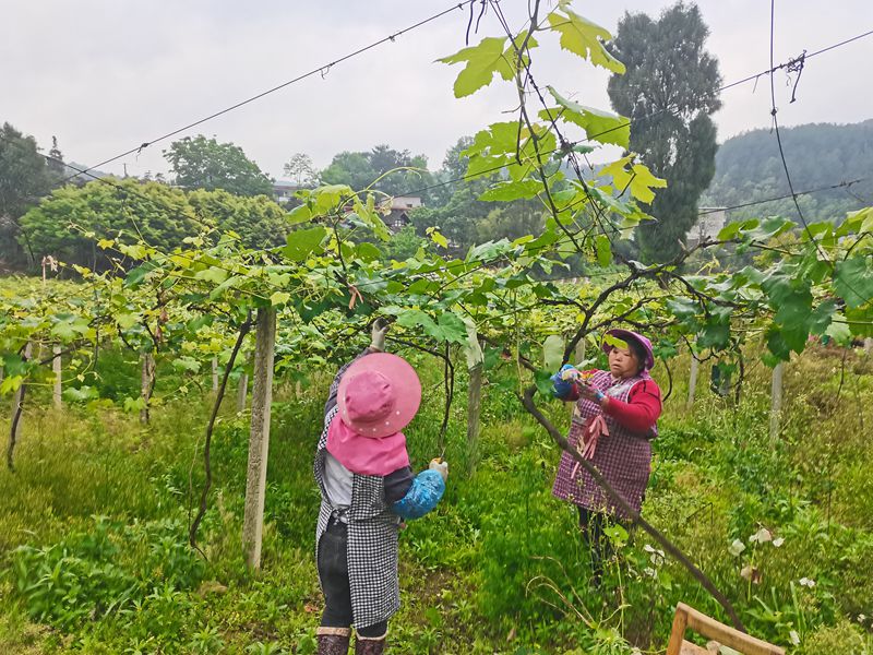 村民在葡萄基地务工，开展管护作业。